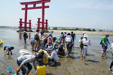 天然干潟・いかり瀬での生き物観察会