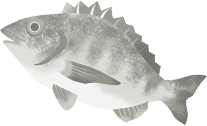 tilapia